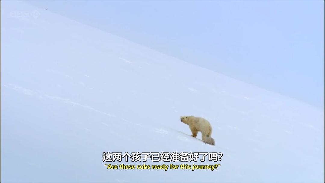 我和北极熊一家 The Polar Bear Family & Me插图10 我和北极熊一家 The Polar Bear Family & Me