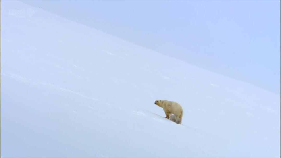 我和北极熊一家 The Polar Bear Family & Me插图11 我和北极熊一家 The Polar Bear Family & Me