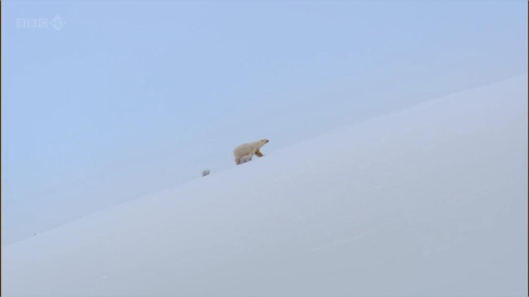 我和北极熊一家 The Polar Bear Family & Me插图12 我和北极熊一家 The Polar Bear Family & Me