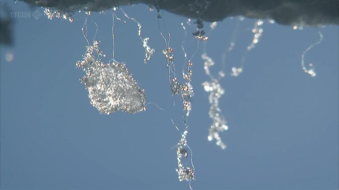 我和北极熊一家 The Polar Bear Family & Me插图13 我和北极熊一家 The Polar Bear Family & Me