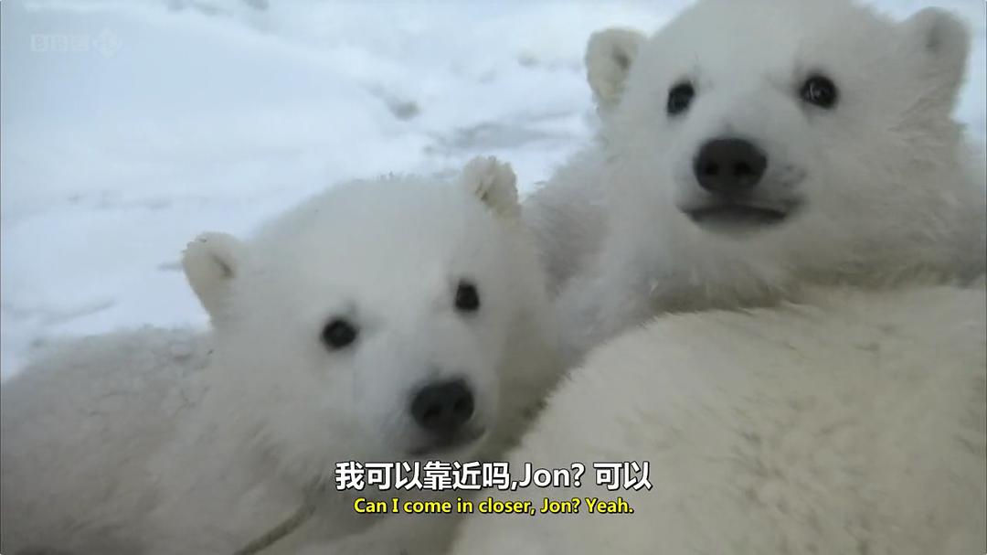 我和北极熊一家 The Polar Bear Family & Me插图14 我和北极熊一家 The Polar Bear Family & Me