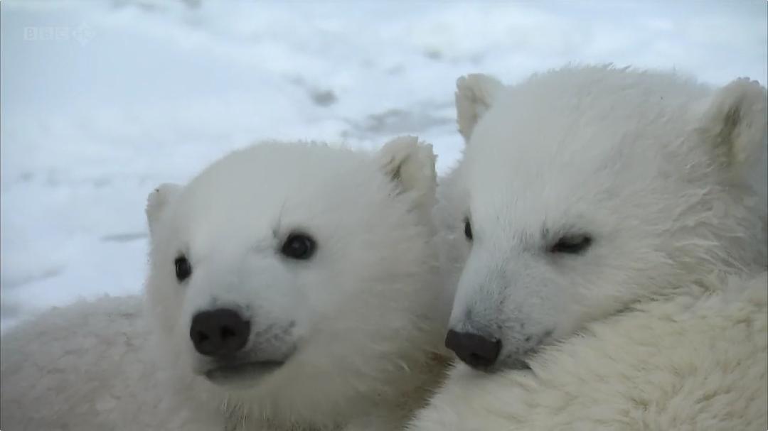 我和北极熊一家 The Polar Bear Family & Me插图15 我和北极熊一家 The Polar Bear Family & Me