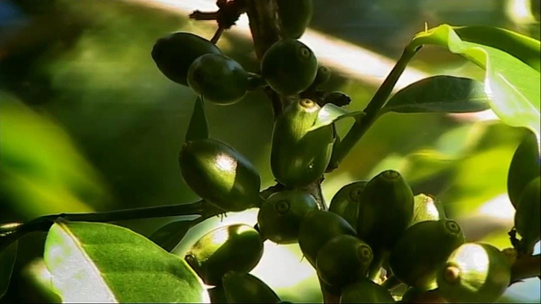 黑金 Black Gold插图1 黑金 Black Gold