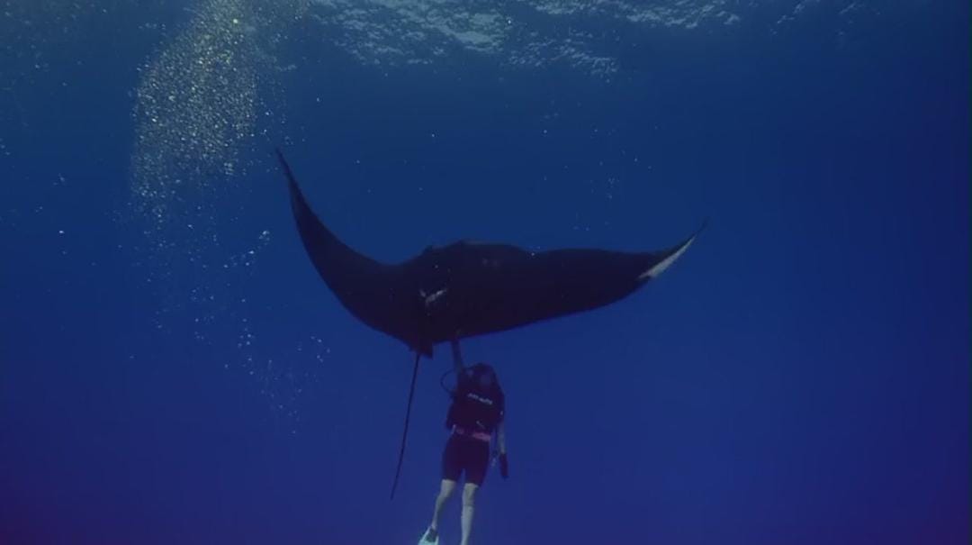 海洋绿洲 Ocean Oasis插图1 海洋绿洲 Ocean Oasis