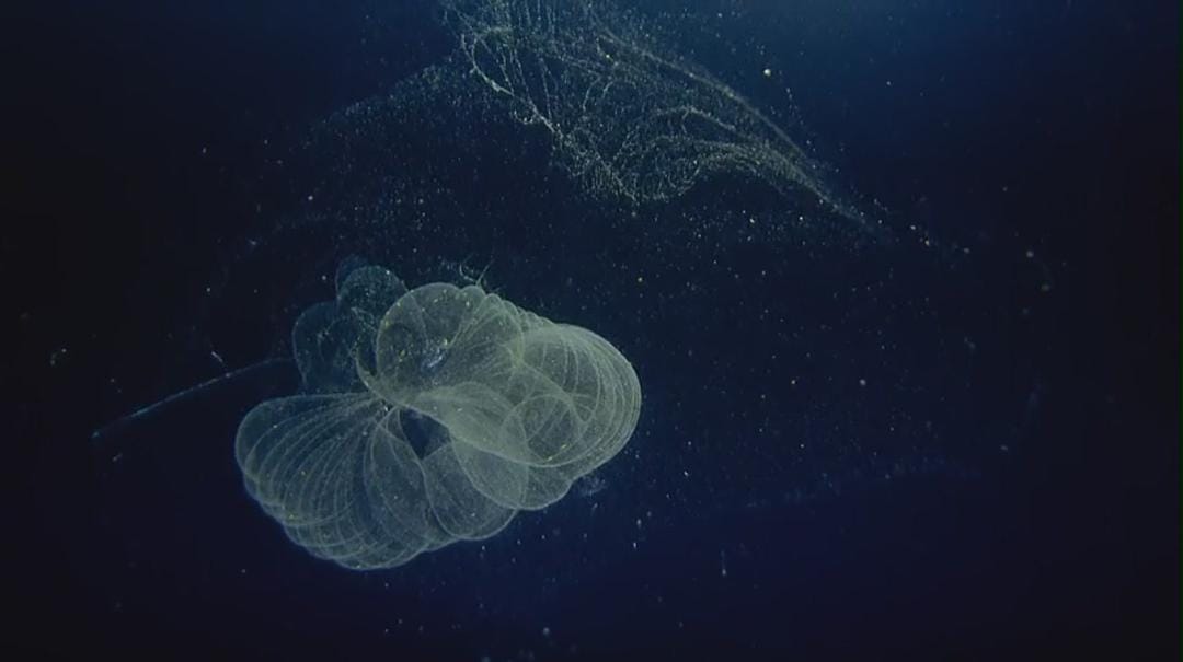 海洋绿洲 Ocean Oasis插图4 海洋绿洲 Ocean Oasis