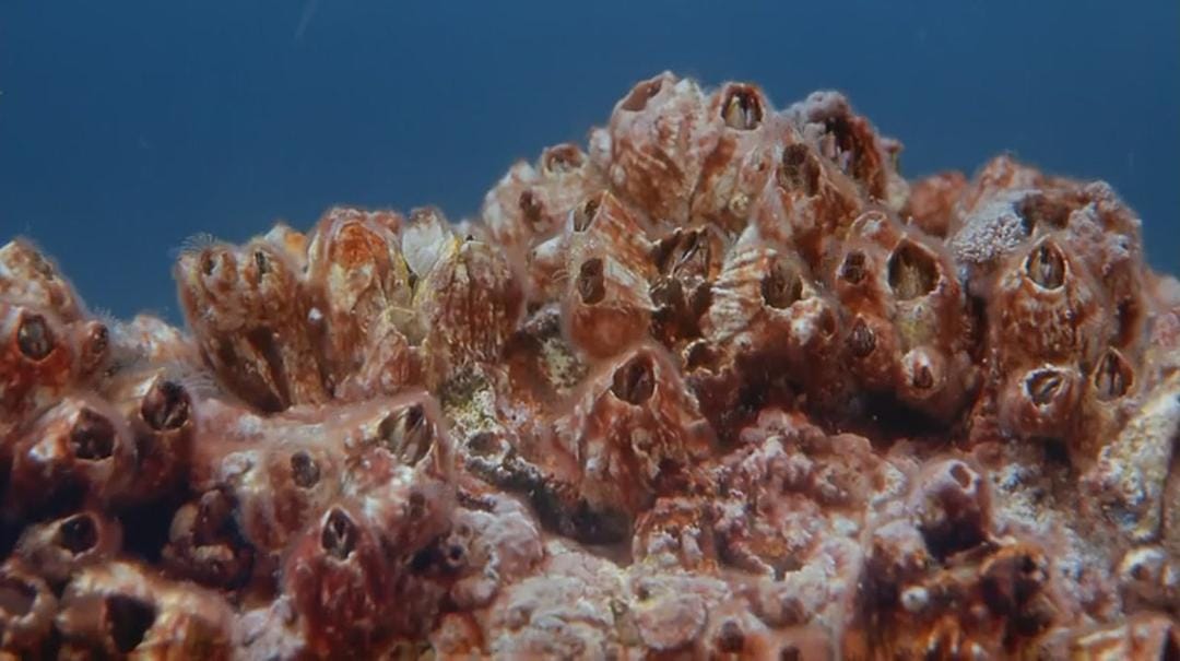 海洋绿洲 Ocean Oasis插图7 海洋绿洲 Ocean Oasis