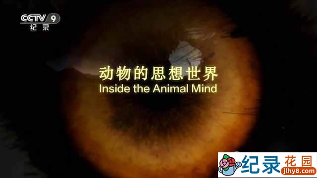 BBC自然生物纪录片《动物的思想世界 Inside the Animal Mind》全3集中字 TS/蓝光高清纪录片资源百度云盘下载插图 BBC自然生物纪录片《动物的思想世界 Inside the Animal Mind》全3集中字 TS/蓝光高清纪录片资源百度云盘下载
