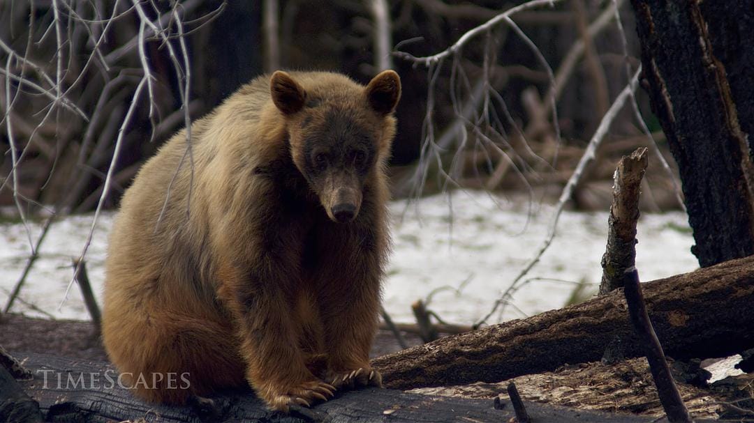 时间的风景 TimeScapes插图6 时间的风景 TimeScapes