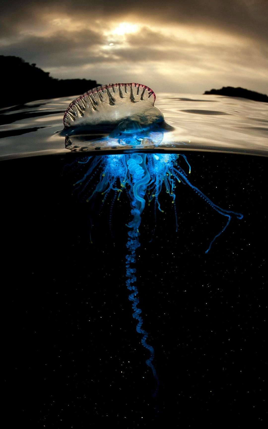 蓝色星球2 Blue Planet II插图1 蓝色星球2 Blue Planet II