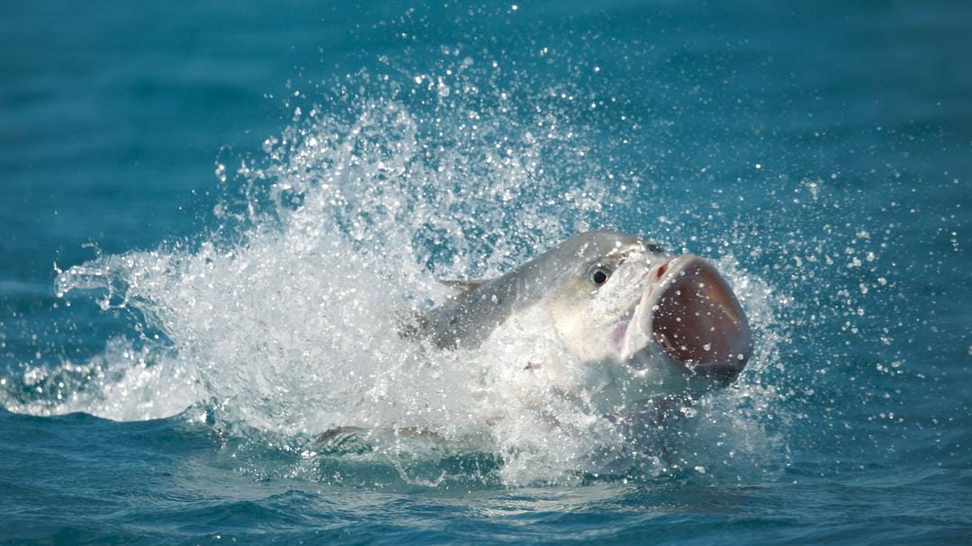 蓝色星球2 Blue Planet II插图3 蓝色星球2 Blue Planet II