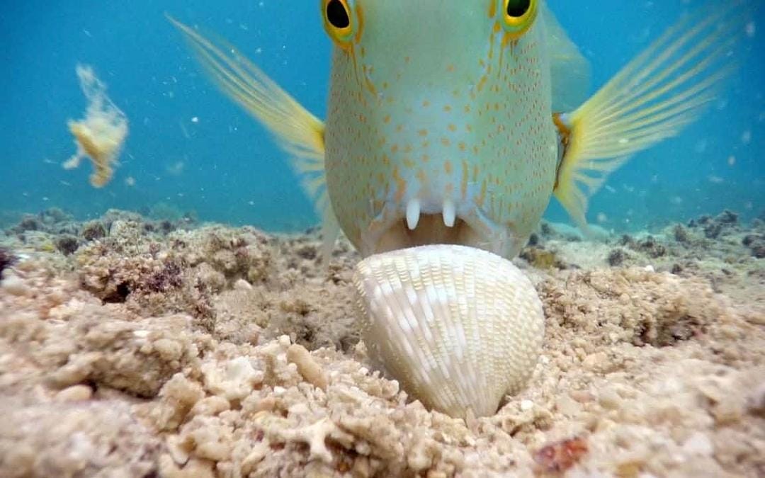 蓝色星球2 Blue Planet II插图4 蓝色星球2 Blue Planet II