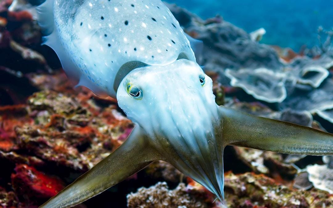 蓝色星球2 Blue Planet II插图13 蓝色星球2 Blue Planet II