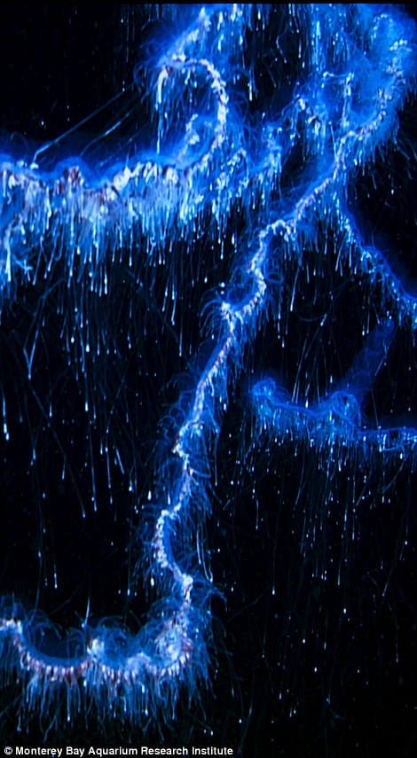 蓝色星球2 Blue Planet II插图15 蓝色星球2 Blue Planet II