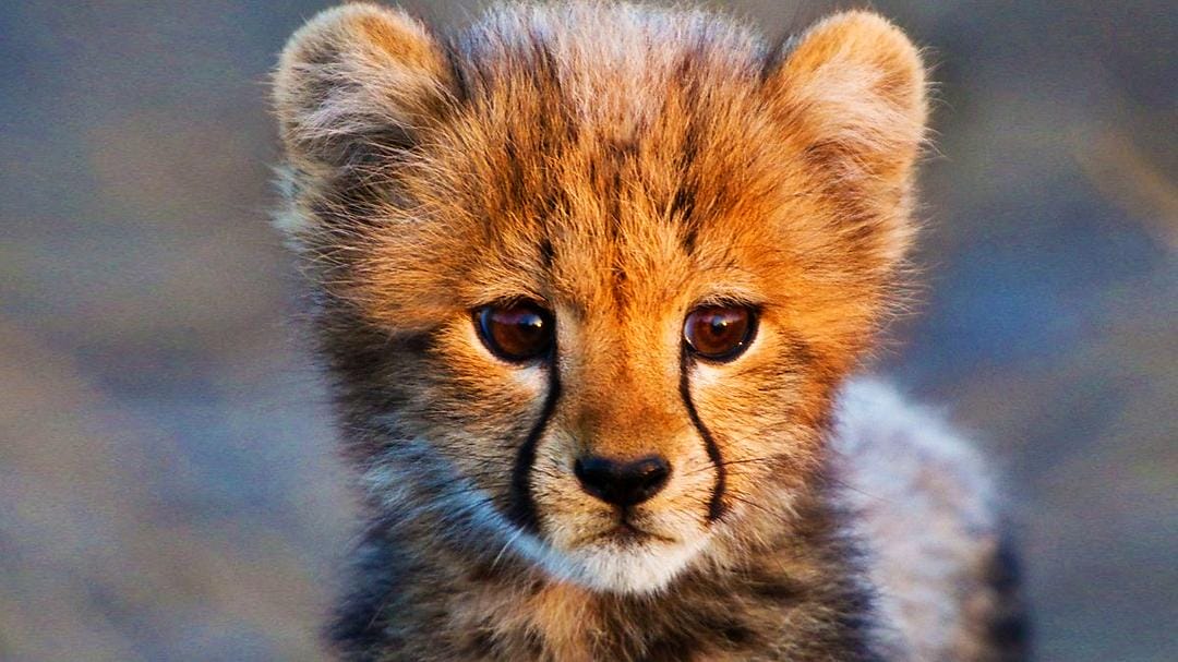 动物宝宝 Animal Babies插图 动物宝宝 Animal Babies