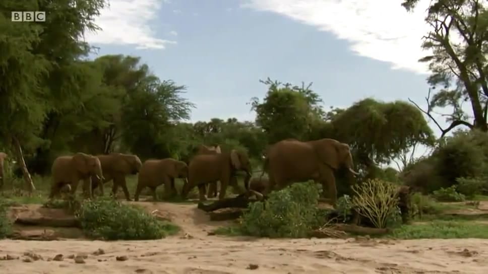 动物宝宝 Animal Babies插图1 动物宝宝 Animal Babies