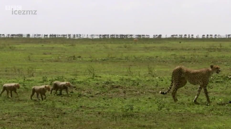 动物宝宝 Animal Babies插图4 动物宝宝 Animal Babies