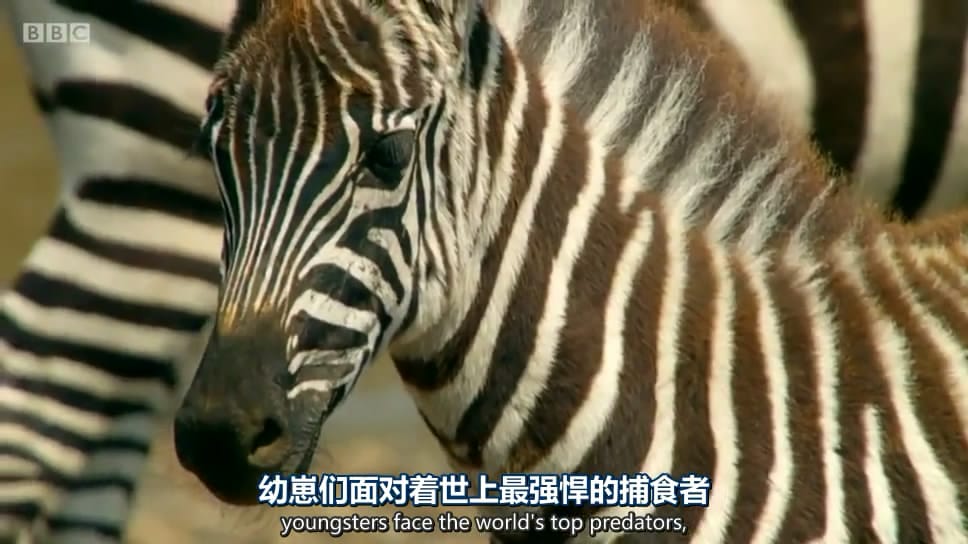 动物宝宝 Animal Babies插图6 动物宝宝 Animal Babies