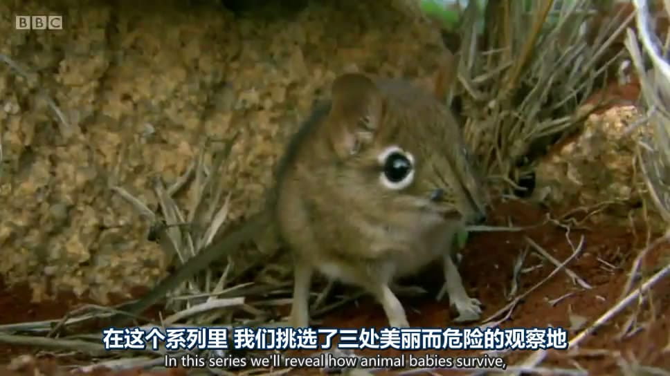 动物宝宝 Animal Babies插图8 动物宝宝 Animal Babies