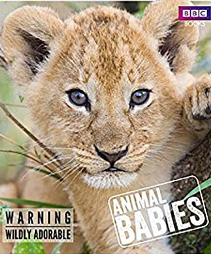 动物宝宝 Animal Babies插图10 动物宝宝 Animal Babies