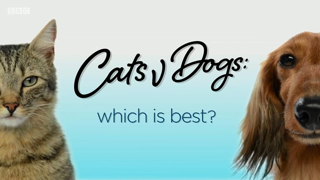 喵汪大比拼 cats v dogs which is best插图1 喵汪大比拼 cats v dogs which is best