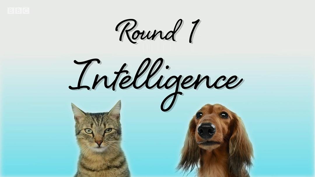 喵汪大比拼 cats v dogs which is best插图2 喵汪大比拼 cats v dogs which is best