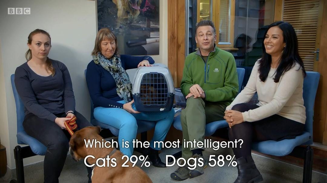 喵汪大比拼 cats v dogs which is best插图3 喵汪大比拼 cats v dogs which is best