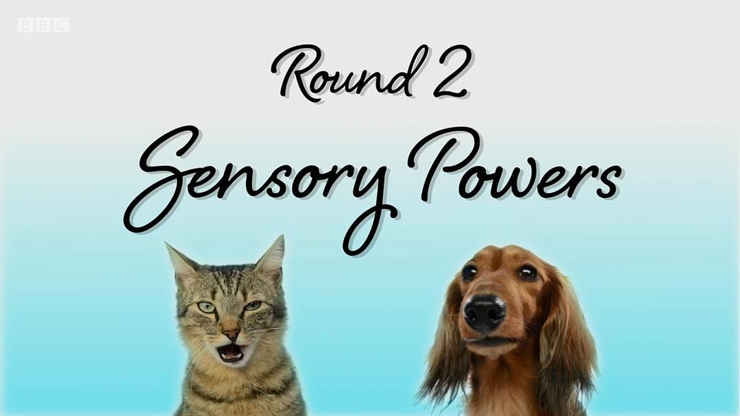 喵汪大比拼 cats v dogs which is best插图5 喵汪大比拼 cats v dogs which is best