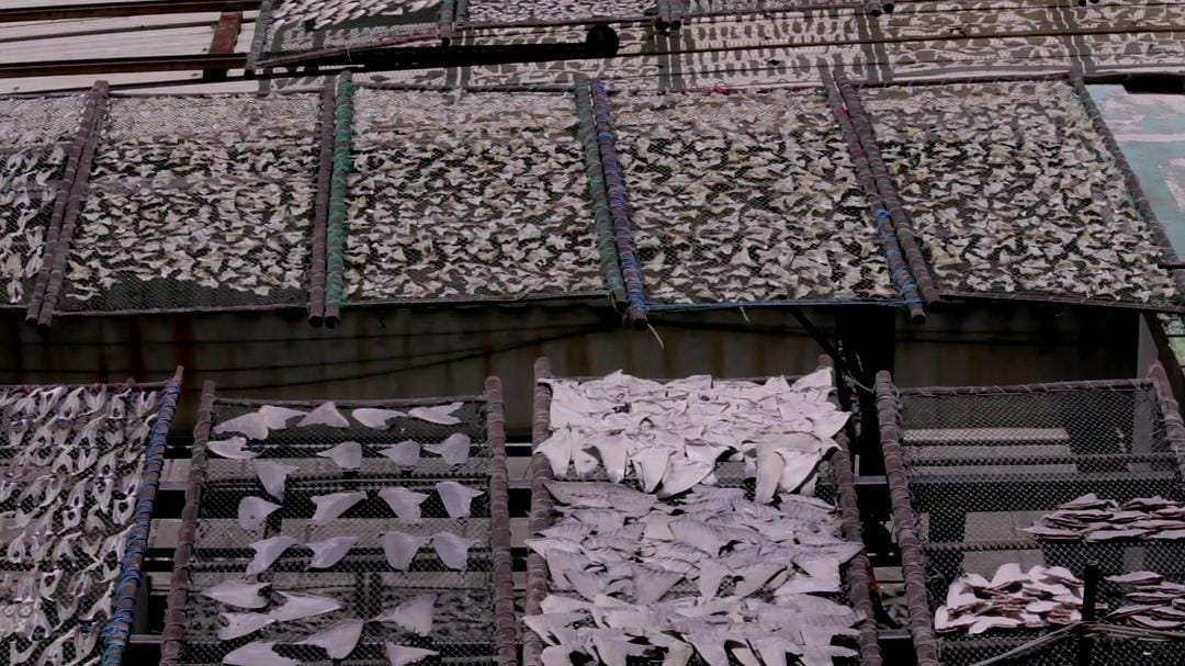 蓝色任务 Mission Blue插图15 蓝色任务 Mission Blue