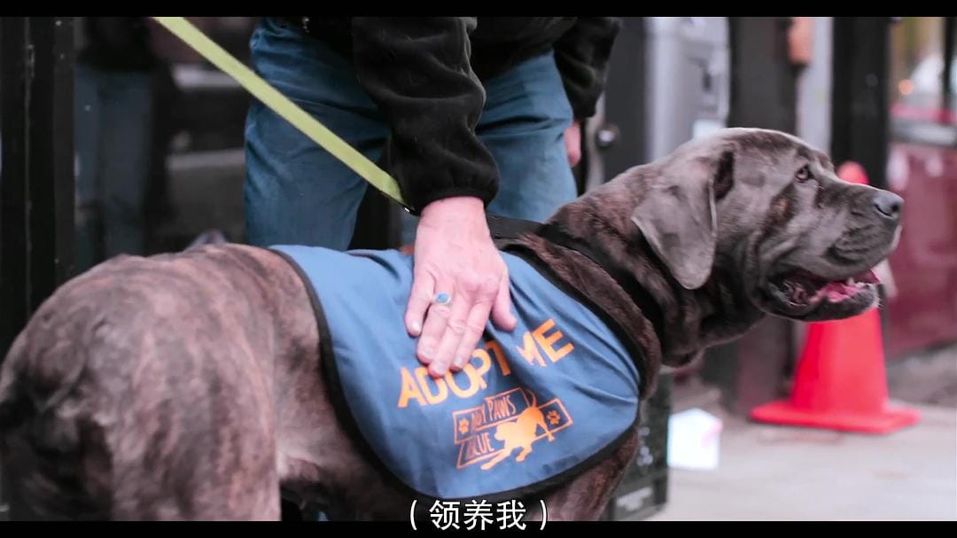 爱犬情深 第一季 Dogs Season 1插图7 爱犬情深 第一季 Dogs Season 1