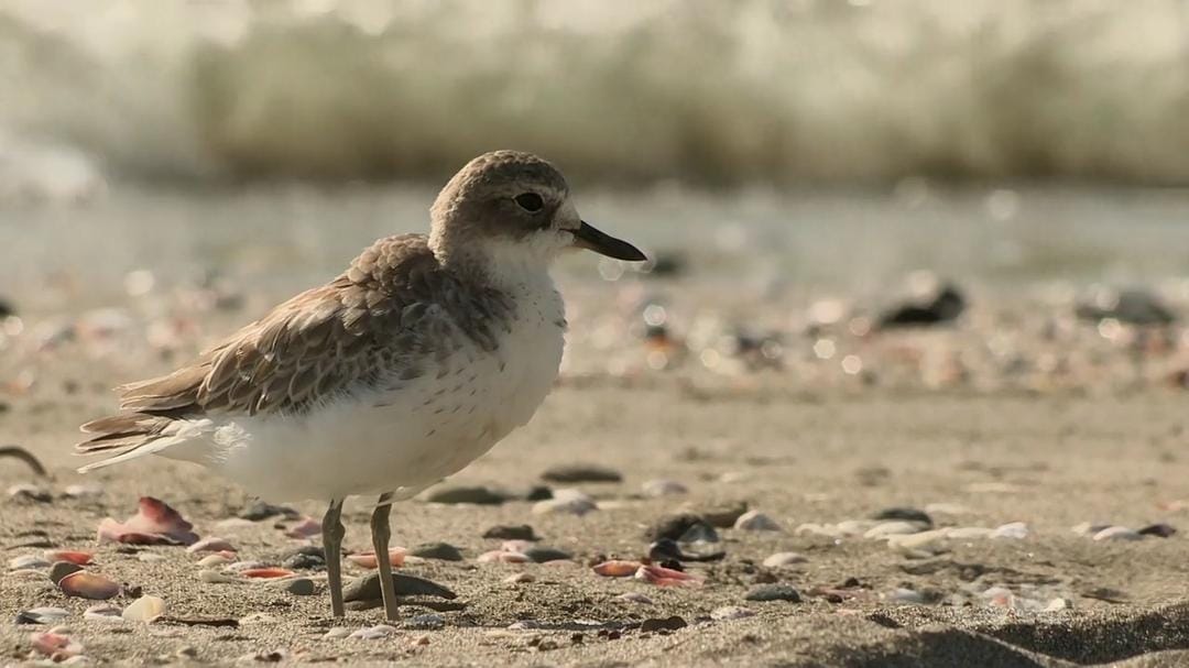 狂野新西兰 Wild About New Zealand插图 狂野新西兰 Wild About New Zealand