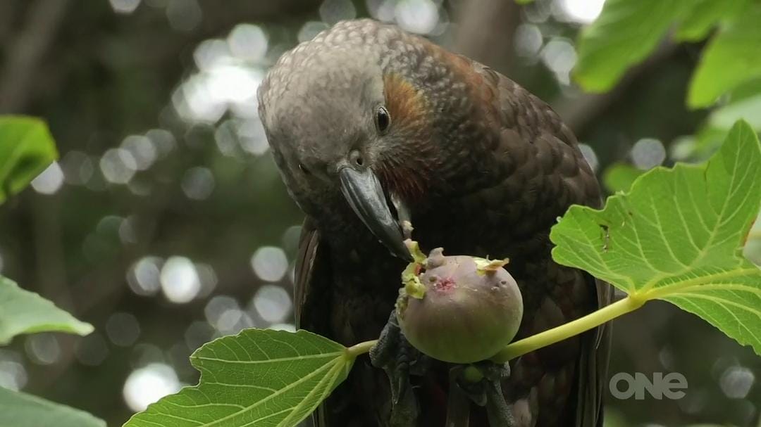 狂野新西兰 Wild About New Zealand插图4 狂野新西兰 Wild About New Zealand