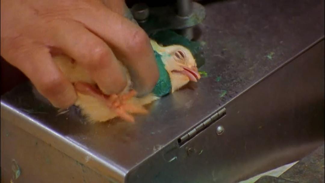 食品公司 Food, Inc.插图5 食品公司 Food, Inc.