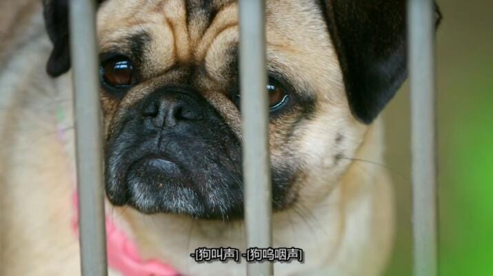 狗狗之家 第1季 The Dog House插图1 狗狗之家 第1季 The Dog House