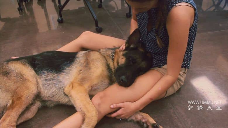 爱狗生活 Life Love Dogs插图3 爱狗生活 Life Love Dogs