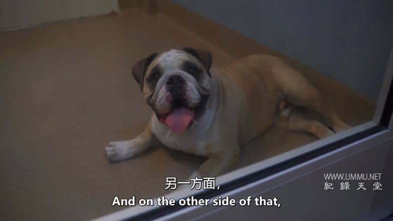 爱狗生活 Life Love Dogs插图4 爱狗生活 Life Love Dogs