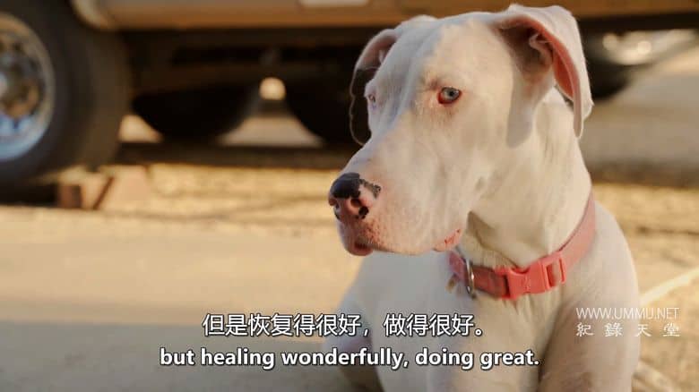 爱狗生活 Life Love Dogs插图5 爱狗生活 Life Love Dogs