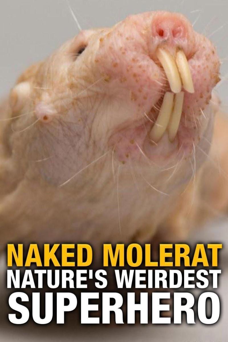 裸鼹鼠 对抗衰老的秘诀 Naked Molerat: Nature's Weirdest Superhero 2017插图 裸鼹鼠 对抗衰老的秘诀 Naked Molerat: Nature's Weirdest Superhero 2017