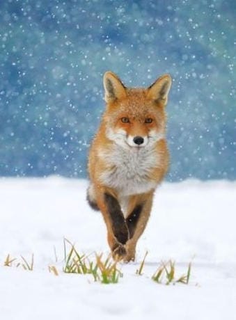 超级动物 The Animal Within 2020插图 超级动物 The Animal Within 2020