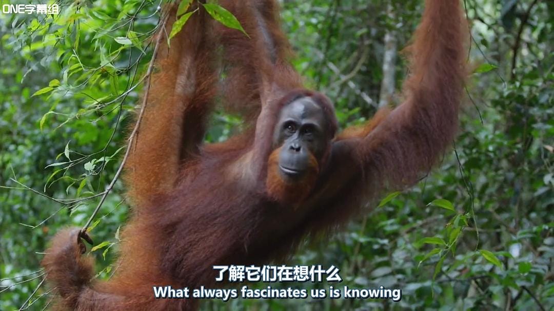 荒野间谍 第一季 Spy in the Wild Season 1插图3 荒野间谍 第一季 Spy in the Wild Season 1