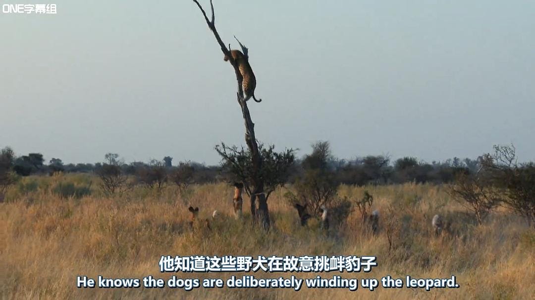 荒野间谍 第一季 Spy in the Wild Season 1插图7 荒野间谍 第一季 Spy in the Wild Season 1