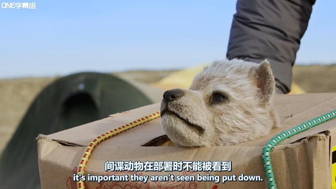 荒野间谍 第一季 Spy in the Wild Season 1插图10 荒野间谍 第一季 Spy in the Wild Season 1