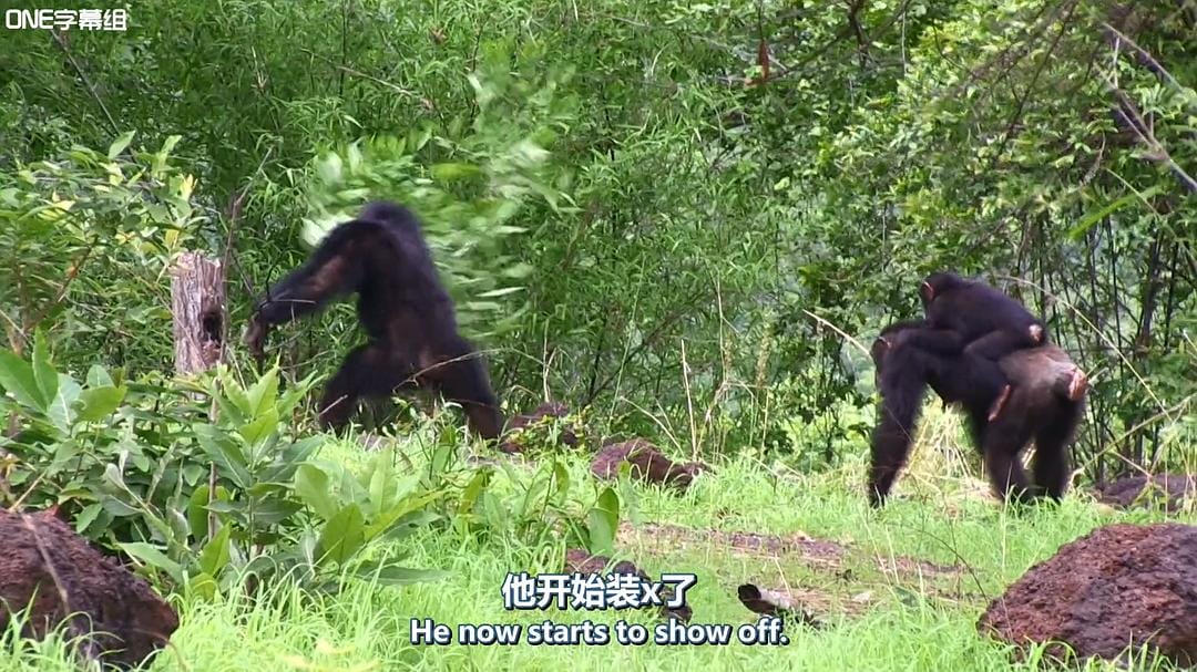 荒野间谍 第一季 Spy in the Wild Season 1插图11 荒野间谍 第一季 Spy in the Wild Season 1