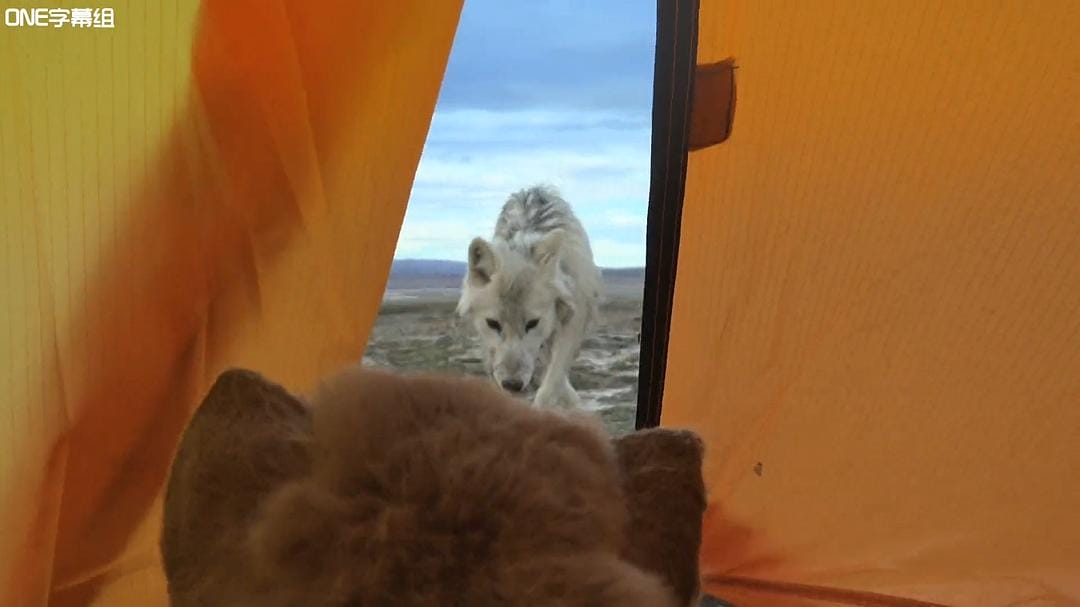 荒野间谍 第一季 Spy in the Wild Season 1插图12 荒野间谍 第一季 Spy in the Wild Season 1