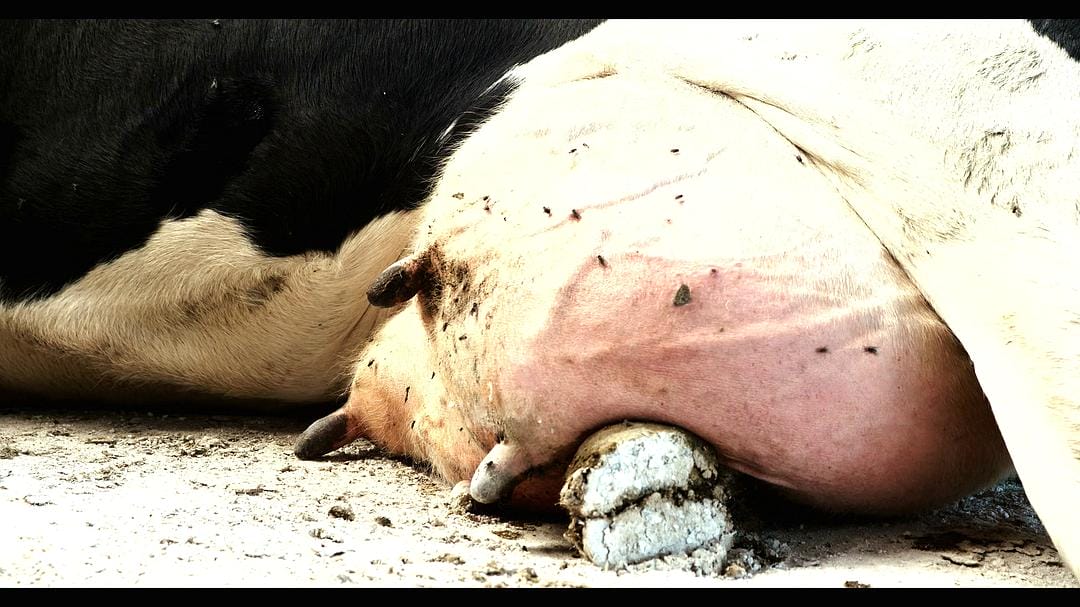 鲜乳哪里来 Das System Milch插图1 鲜乳哪里来 Das System Milch