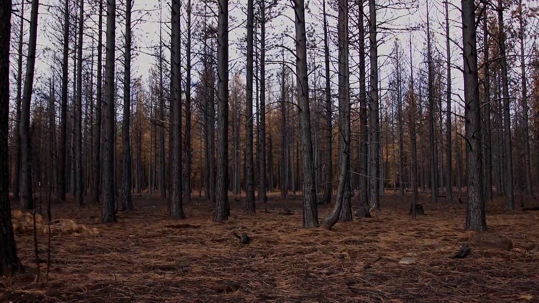 美国大火 Elemental: Reimagine Wildfire插图2 美国大火 Elemental: Reimagine Wildfire