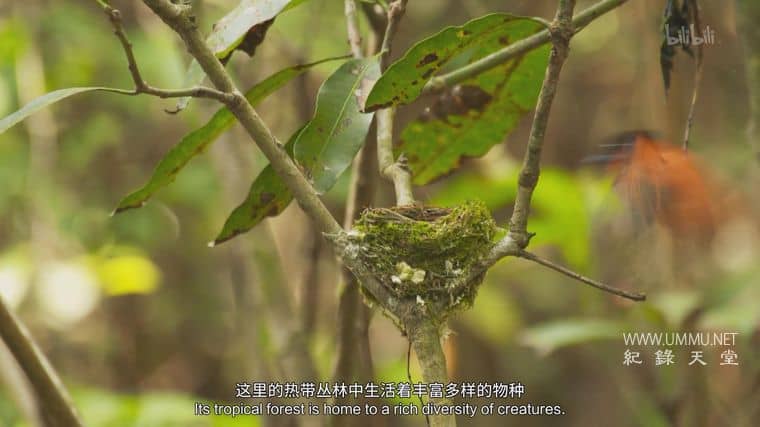 黑猩猩学院 Chimp School插图1 黑猩猩学院 Chimp School