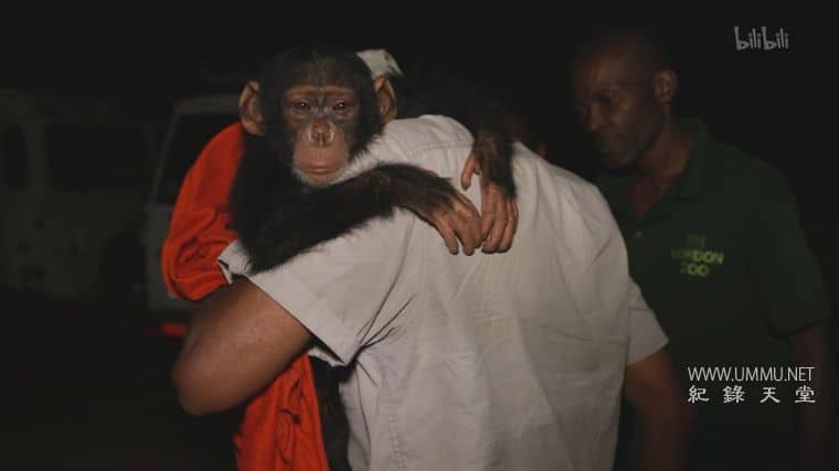 黑猩猩学院 Chimp School插图2 黑猩猩学院 Chimp School