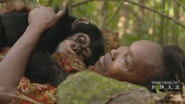 黑猩猩学院 Chimp School插图3 黑猩猩学院 Chimp School