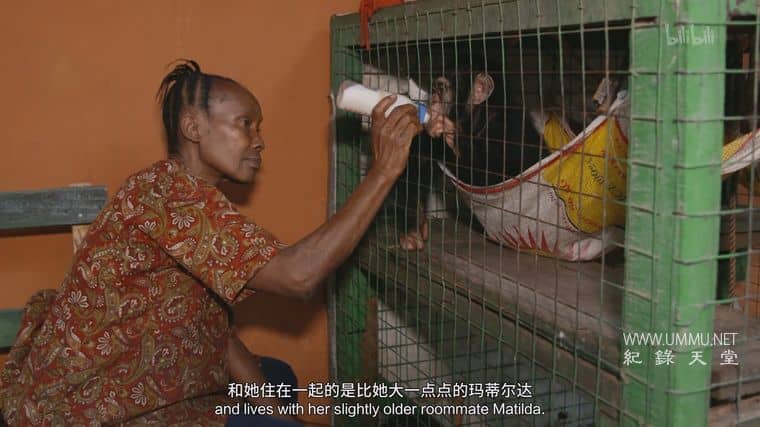 黑猩猩学院 Chimp School插图4 黑猩猩学院 Chimp School