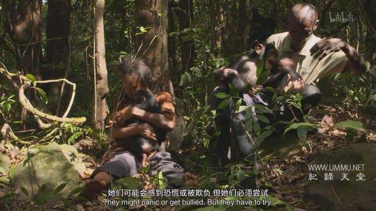 黑猩猩学院 Chimp School插图5 黑猩猩学院 Chimp School